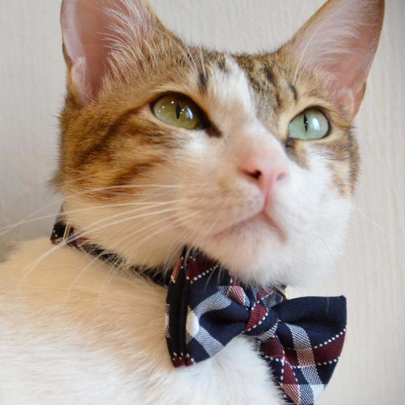 ZAZAZOO Cat Bow Tie - Premium Pet Collar Accessories - Just £7.95! Shop now at Mudless Pet Supplies Limited