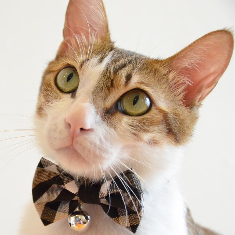 ZAZAZOO Cat Bow Tie - Premium Pet Collar Accessories - Just £7.95! Shop now at Mudless Pet Supplies Limited