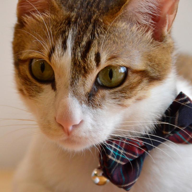 ZAZAZOO Cat Bow Tie - Premium Pet Collar Accessories - Just £7.95! Shop now at Mudless Pet Supplies Limited