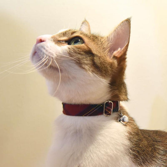 ZAZAZOO Cat Collar - Premium Pet Collar - Just £14.95! Shop now at Mudless Pet Supplies Limited