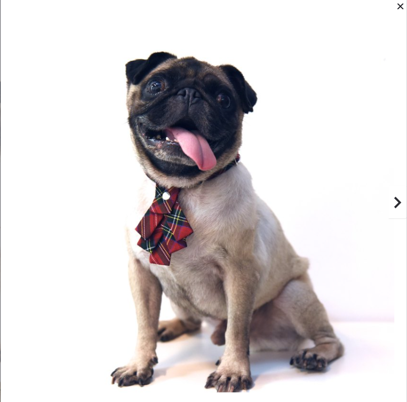 ZAZAZOO Dog Christmas Tie - Premium Pet Collar Accessories - Just £8.95! Shop now at Mudless Pet Supplies Limited