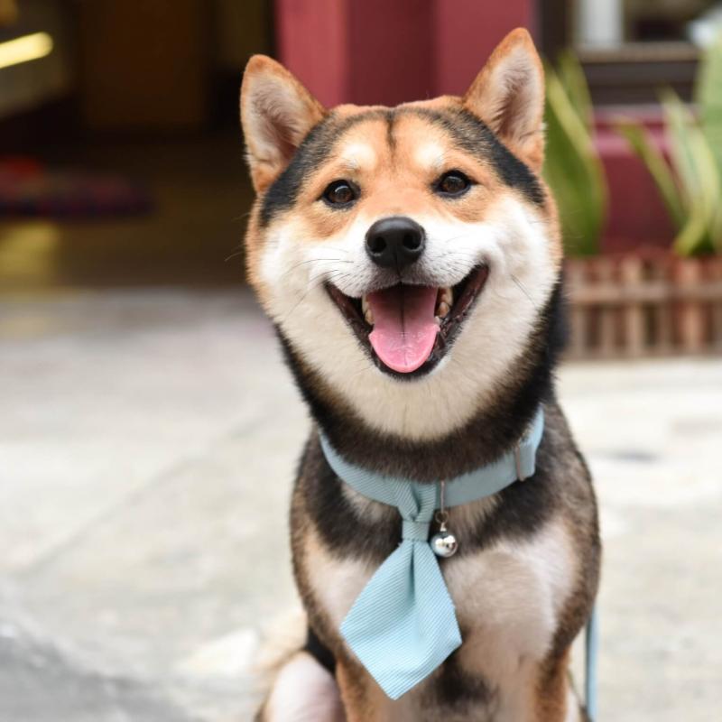 ZAZAZOO Dog Tie - Premium Pet Collar Accessories - Just £7.95! Shop now at Mudless Pet Supplies Limited