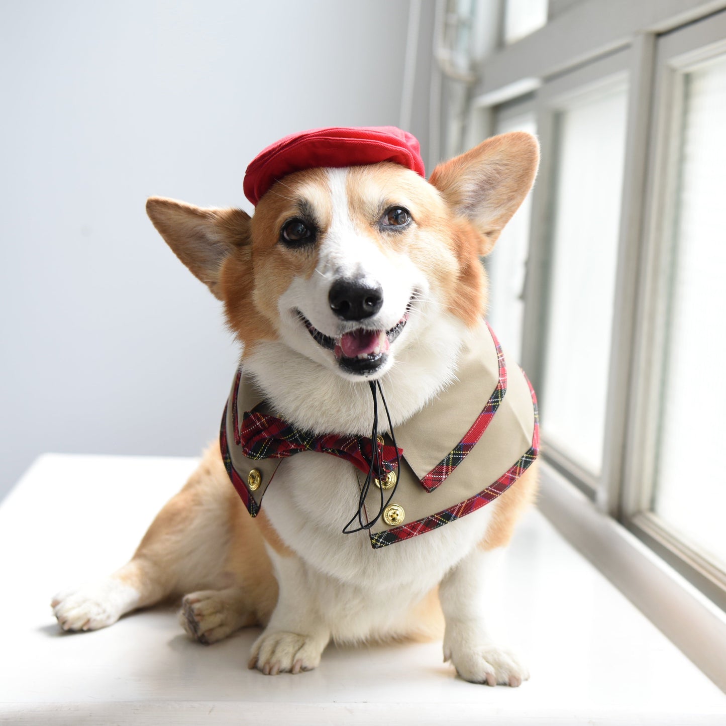 ZAZAZOO Pet Hat - Newsboy (Dog/ Cat) - Premium Pet Cape - Just £15.80! Shop now at Mudless Pet Supplies Limited