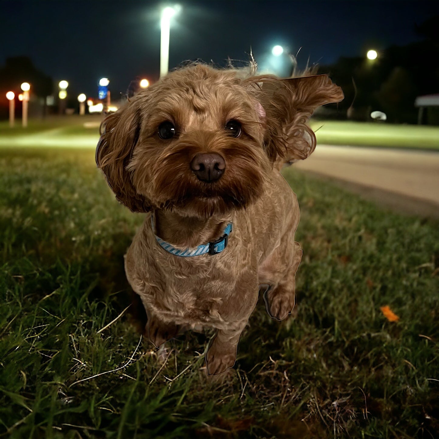 MUDLESS Dog Collar - Waterproof, Reflective - Premium Pet Collar - Just £11.95! Shop now at Mudless