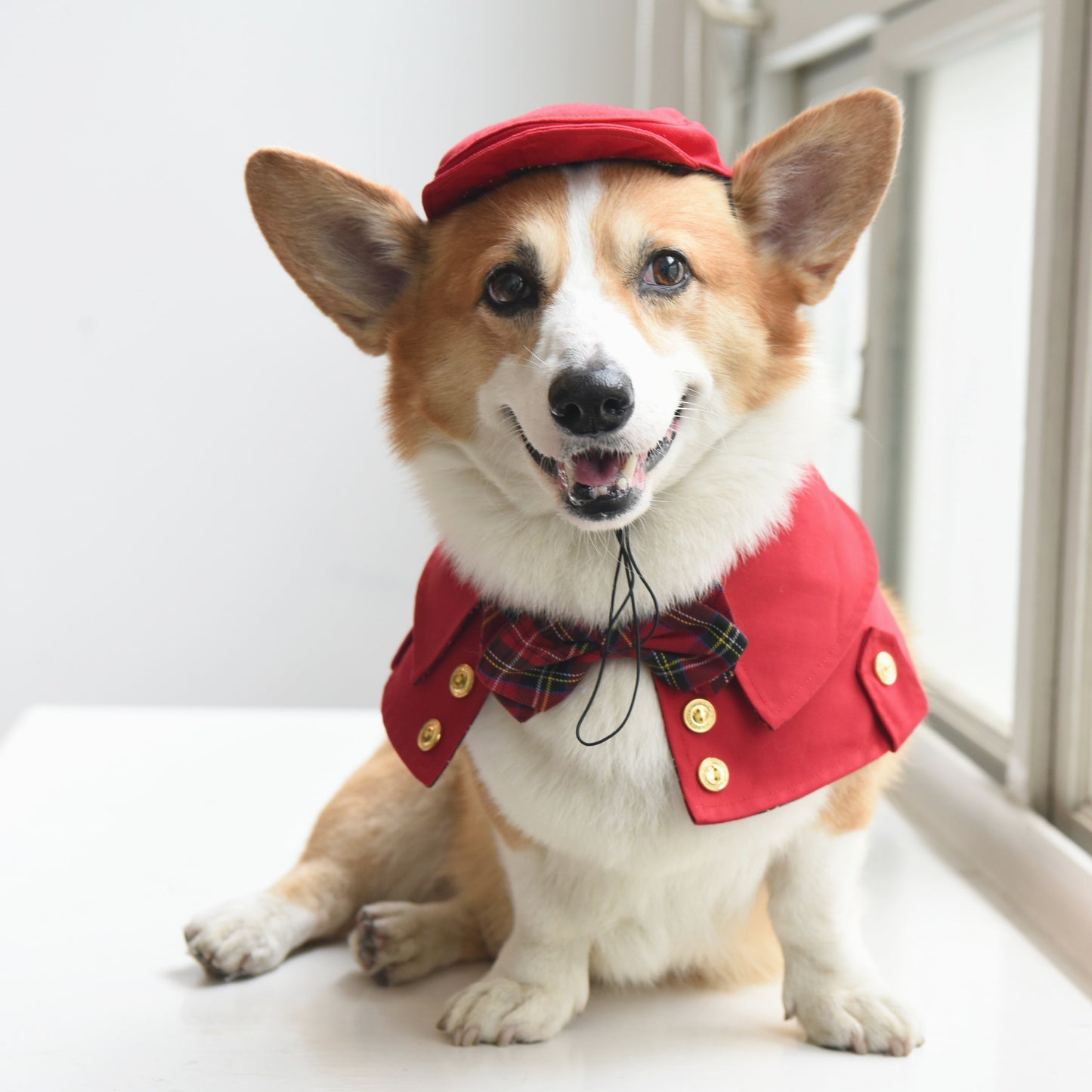 ZAZAZOO Pet Hat - Newsboy (Dog/ Cat) - Premium Pet Cape - Just £15.80! Shop now at Mudless Pet Supplies Limited