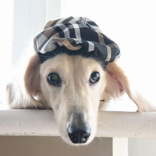 ZAZAZOO Pet Hat - Beret (Dog/ Cat) - Premium Pet Cape - Just £10! Shop now at Mudless Pet Supplies Limited