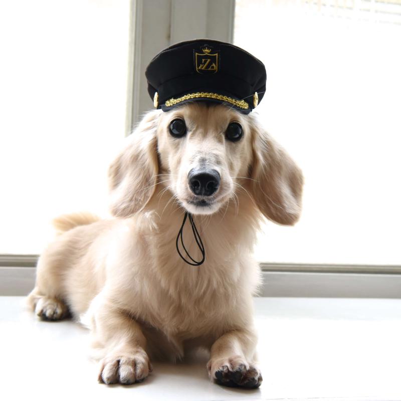 ZAZAZOO Pet Hat - Military (Dog/ Cat) - Premium Pet Cape - Just £16! Shop now at Mudless Pet Supplies Limited