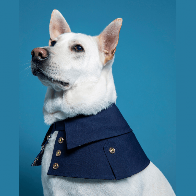 ZAZAZOO Pet Trench Coat - Classic (Dog/ Cat) - Premium Pet Trench Coat - Just £33! Shop now at Mudless Pet Supplies Limited