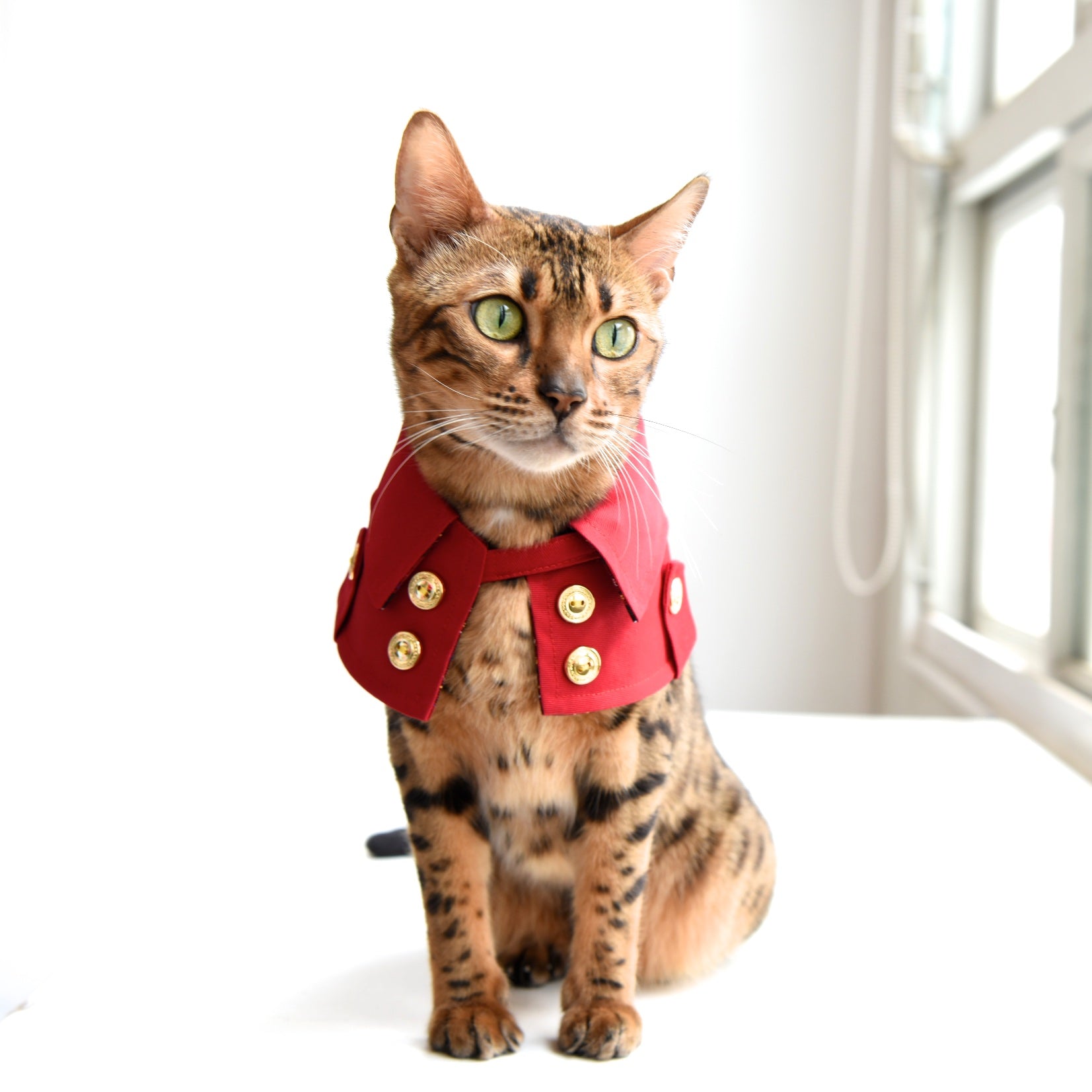 ZAZAZOO Pet Trench Coat - Classic (Dog/ Cat) - Premium Pet Trench Coat - Just £33! Shop now at Mudless Pet Supplies Limited